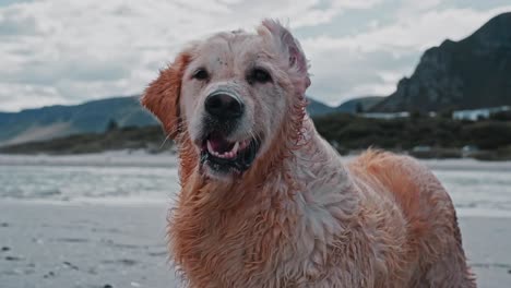 Ein-Nasser-Golden-Retriever-Hund-Am-Strand-An-Einem-Windigen-Tag