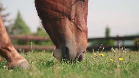 Caballo-Tranquilo-Comiendo-Hierba-Verde-Y-Exuberante,-De-Cerca