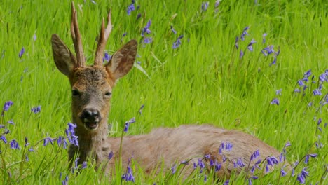 Young-Male-Deer-lying-in-flower-field-during-sunny-day-in-spring-and-running-away
