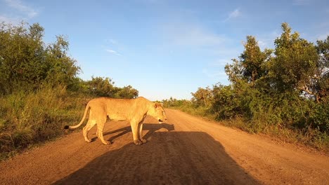 A-lioness-moves-from-the-bush-onto-a-dirt-road-in-front-of-a-vehicle