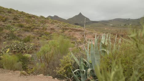 Agave-growing-in-dry-southern-Tenerife-rocky-landscape-with-desert-plants-growing-in-spring,-Canary-Islands,-Spain
