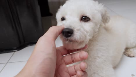 Canine-affectionately-licking-its-owner's-hand