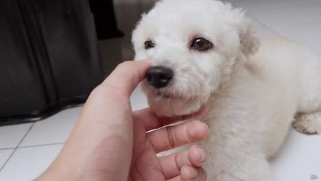 Canino-Lamiendo-Cariñosamente-La-Mano-De-Su-Dueño.