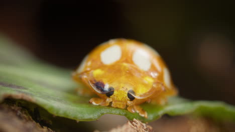 Cremefleckiger-Orangefarbener-Marienkäfer-In-Der-Wildnis