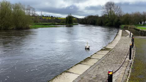 The-River-Barrow-At-Goresbridge-quayside-with-a-swan-floating-down-the-river-in-spring