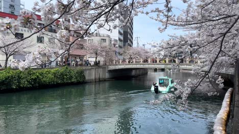 El-Barco-Navega-En-El-Paseo-Marítimo-De-Ookagawa,-El-Río-Yokohama,-Los-Cerezos-En-Flor,-Los-árboles-De-Sakura-Sobre-Los-Edificios-De-La-Ciudad,-El-Puente-Que-Cruza-El-Paisaje-Urbano-Japonés-De-Agua.