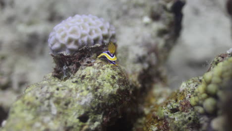 NudiBranch-hiding-between-the-Coral-Reef-of-the-Red-Sea-of-Egypt-shot-on-4K