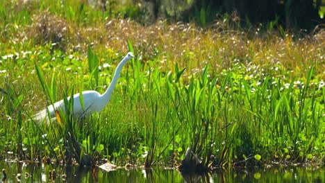 Caza-De-Garceta-Grande-En-Juncos-En-Humedales-De-Pantanos-De-Florida-En-Aguas-Poco-Profundas-4k