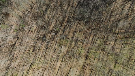 Vogelperspektive-Von-Trockenen-Bäumen-Im-Bell-Slough-State-Wildlife-Management-Area,-Arkansas,-USA-–-Drohnenaufnahme