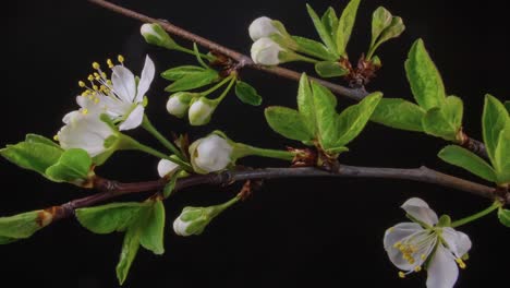 Blooming-White-Jamaican-Cherry-Flowers-Timelapse,-Black-Background