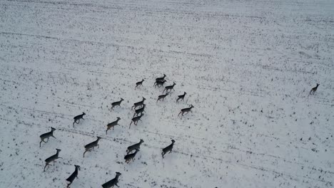 aerial-following-herd-of-deer-in-white-snowy-winter-landscape-,-wildlife-footage