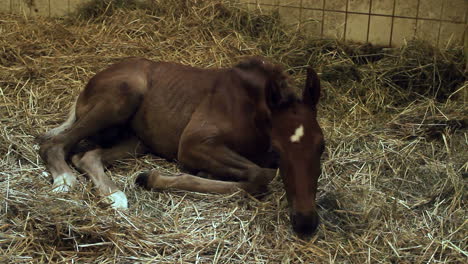 Horse-foal-lying-in-the-straw-in-the-stable