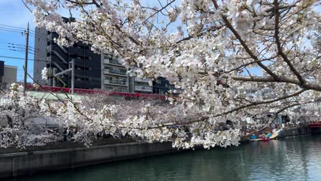 Cerezos-En-Flor-De-Sakura-Sobre-El-Paseo-Azul-Del-Río-Ookagawa-Flores-De-Yokohama-En-Un-Lugar-Famoso