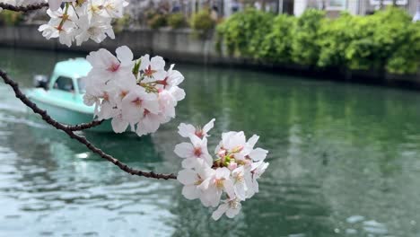 Nahaufnahme-Von-Sakura-Blüten,-Kirschblüten,-Die-über-Dem-Blauen-Flussboot-Wehen,-Das-Auf-Dem-Japanischen-Yokohama-Ooka-Fluss-Segelt