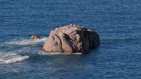 Möwen-Auf-Schroffen-Felsvorsprung-Im-Meer-In-Camariñas,-A-Coruña,-Spanien