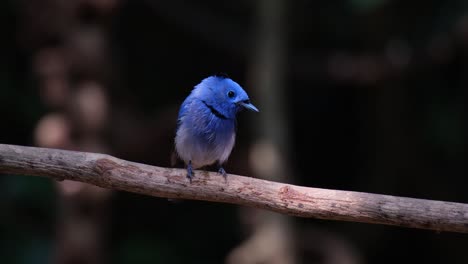 Wiping-its-beak-on-the-vine-as-the-camera-zooms-out,-Black-naped-Monarch-Hypothymis-azurea,-Male,-Thailand