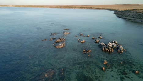 Rückwärtsdrohnenaufnahme-Von-Weißen-Möwen-An-Der-Küste-Der-Yorke-Halbinsel-Am-Corny-Point,-Südaustralien