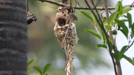 Hummingbird-nest-making-for-chicks-