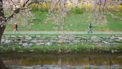 Gente-Caminando-A-Lo-Largo-Del-Arroyo-Del-Bosque-Ciudadano-De-Yangjae,-Vista-A-Través-De-Los-Cerezos-En-Flor