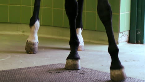 Horse-aggressively-pawing-the-ground-in-the-stall