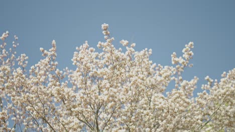 Blooming-trees-with-white-flowers-swaying-in-the-spring-wind