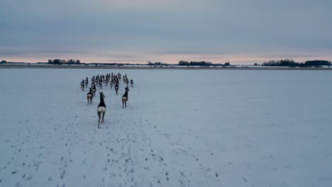 Drohne-Folgt-Einer-Herde-Hirsche,-Die-Gemeinsam-Durch-Die-Weiße-Schnee--Und-Eiswinterlandschaft-In-Nordeuropa-Wandern