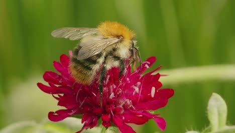 Macro-close-up-of-Bee-Collecting-Pollen-on-Red-Pink-Flower-during-pollination-time