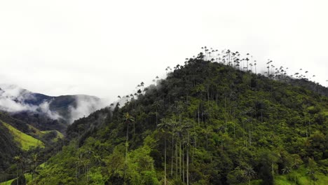 Impresionante-Paisaje-Con-Exuberante-Selva-Y-Palmeras-Creciendo-En-Las-Nubes,-4k