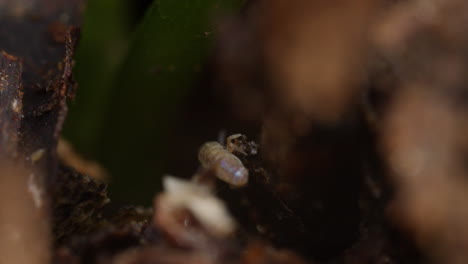 Winzige-Springschwanz-Lepidocyrtinae-Huscht-Durch-Waldboden-Detritus,-Makro