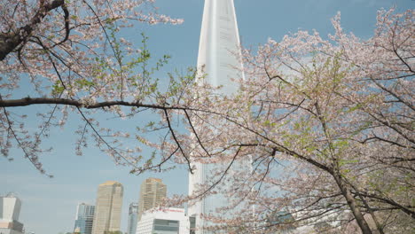 Lotte-Tower-Skyscraper-Behind-Cherry-Blossom-Tree-Branches---Tilt-Up-From-Seokchon-Lake-Towards-Building-Top-Against-Blue-Sky