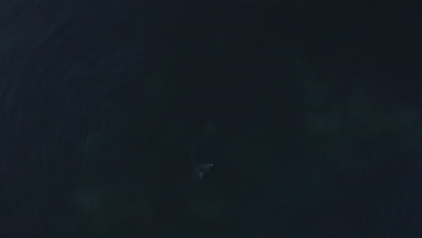 Die-Fluke-Eines-Grauwals,-Der-Im-Pazifischen-Ozean-Nahrung-Sucht,-Durchbricht-Kurz-Die-Oberfläche,-Luftaufnahme