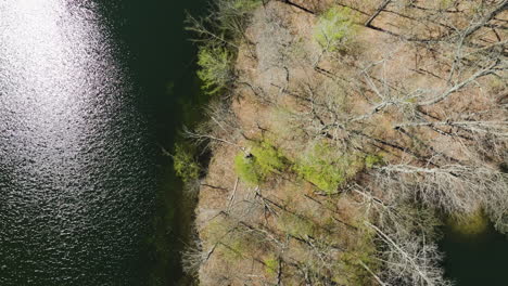 Lago-Glen-Springs-Y-árboles-Forestales-De-Principios-De-Primavera-En-Drummonds,-Tennessee