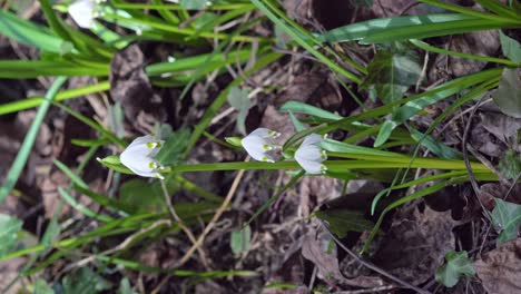 Copos-De-Nieve-De-Primavera,-Leucojum-Vernum,-Rodeados-De-Vegetación-Y-Hojas-Muertas.