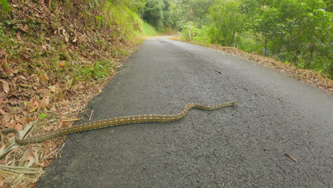 Large-Carpet-Snake,-Crossing-A-Deserted-Road,-Australian-Python-Also-Known-As-Morelia-Spilota