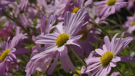Group-of-purple-garden,-flora,-perennial,-wildflower-Michaelmas-Daisy-flowers-in-a-small-garden-on-a-sunny-and-bright-day