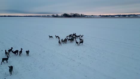 heard-of-deer-gathering-together-in-Snow-White-ice-landscape-aerial-footage-of-Latvia-forest