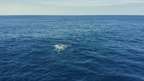 Humpback-whale-calf-playfully-slaps-flippers-in-open-ocean,-Revillagigedo