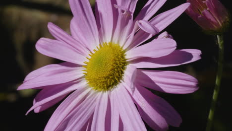 Closeup-of-a-single-michaelmas-daisy-on-a-sunny-and-breezy-day
