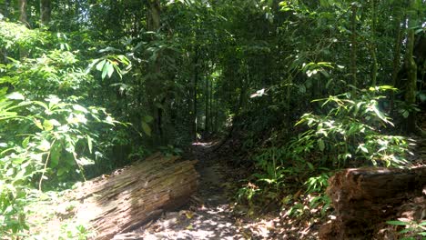 Paisaje-Tranquilo,-En-Lo-Profundo-Del-Bosque-De-Sumatra,-Exuberante-Vegetación-Y-Bosques