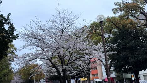 Menschen-Gehen-Auf-Der-Straße-In-Der-Stadt-Yokohama-Spazieren,-Sakura-Kirschblütenbäume-Blühen-Im-Frühling