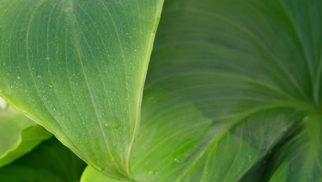 Grünes-Sonnenbeschienenes-Tropisches-Blatt