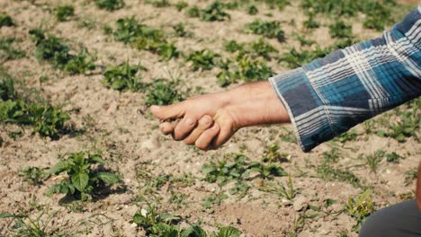 Farmer-in-a-plaid-shirt-crushes-dry-soil-intended-for-crops-in-his-hand