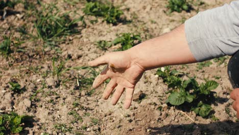 Farmer-crumbles-dry-soil-intended-for-cultivation-with-his-well-worked-hand