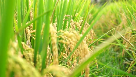 Primer-Plano-De-Plantas-De-Arroz-Dorado-Bajo-El-Cielo-Azul