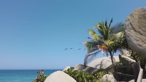 Tracking-shot-of-a-flock-of-Birds-flying-over-the-scenic-coastline-of-Colombia,-Tayrona-National-Park