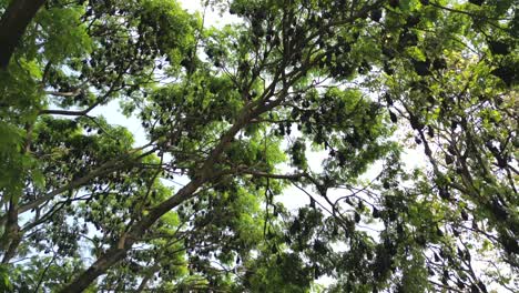 Los-Murciélagos-Frugívoros-Que-Colgaban-De-Los-árboles-Condujeron-La-Vista-En-Kolhapur.