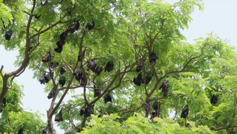 Murciélagos-Frugívoros-Colgando-De-Los-árboles-Vista-Amplia