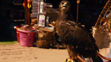 Egyptian-hawk-falcon-close-up-while-sitting-on-a-chair-at-the-shop-in-Siwa-Oasis