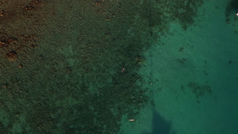 Video-De-Un-Hombre-Nadando-En-Las-Hermosas-Aguas-Cristalinas-De-Aruba-Con-Una-Exhibición-De-Un-Pájaro-Persiguiendo-Un-Pez.