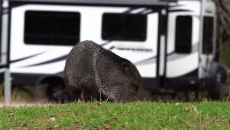 Wild-javelina-animal-on-green-grass-while-travel-trailer-parked-and-truck-passes-by,-static-view